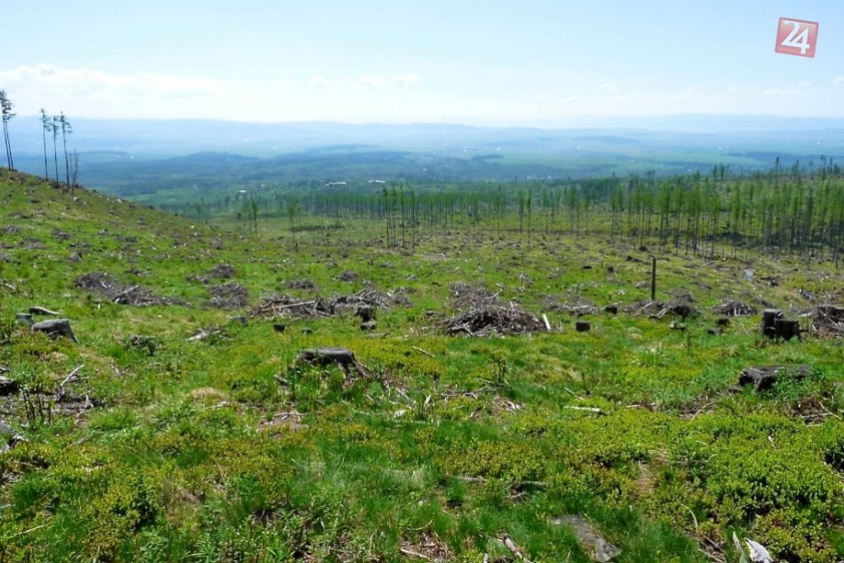 Ilustračný obrázok k článku Tatranský les bude hustejší: Začína sa so zalesňovaním kalamitných miest
